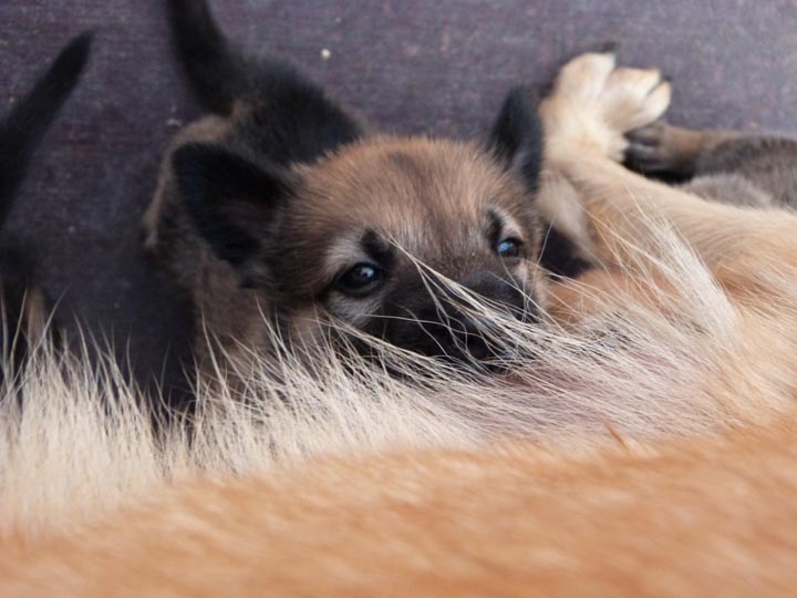 chinook dog